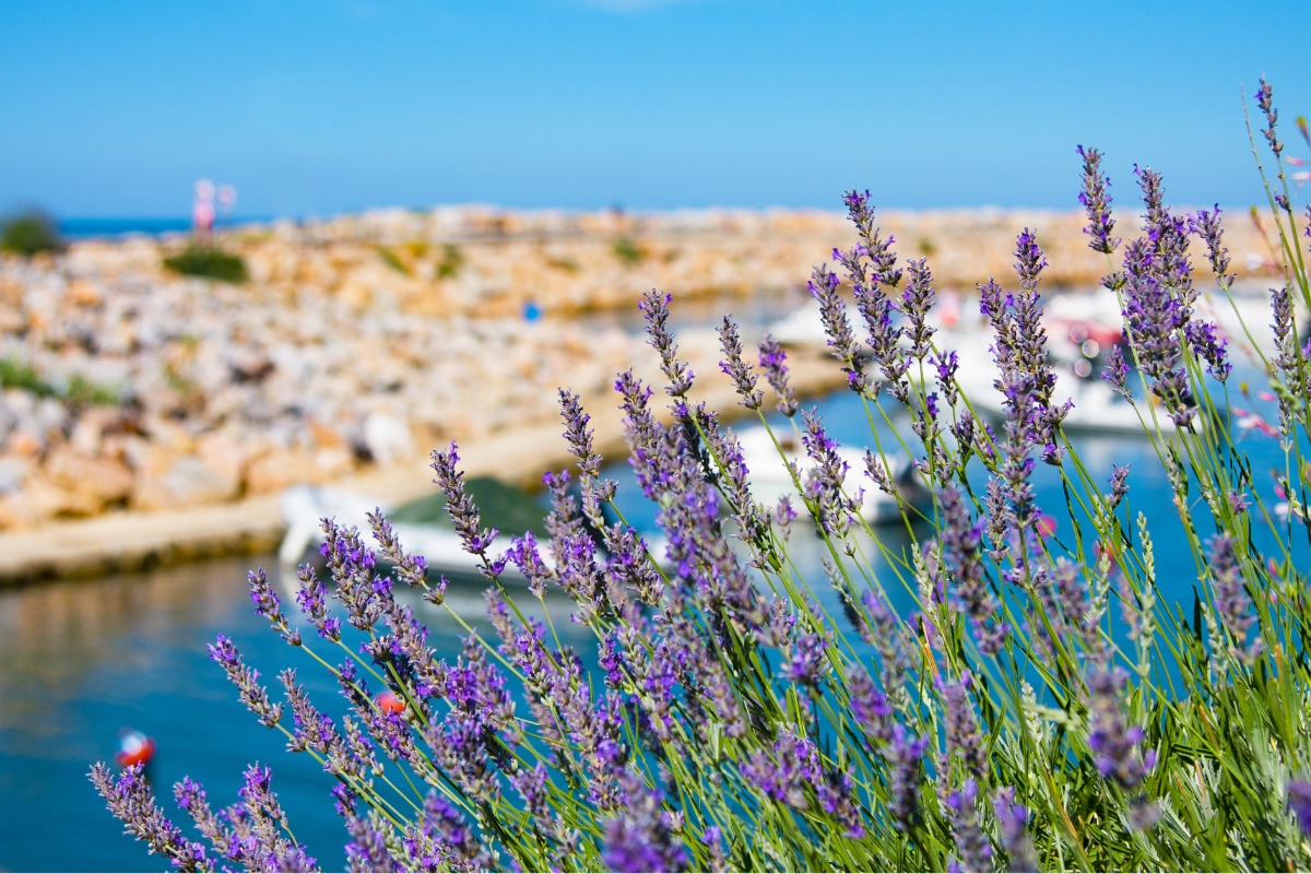 location mobil home provence